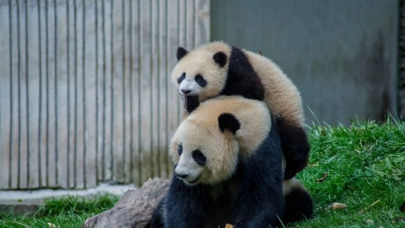 美麗城市丨生態汶川：熊貓王國，珍稀物種的天然家園