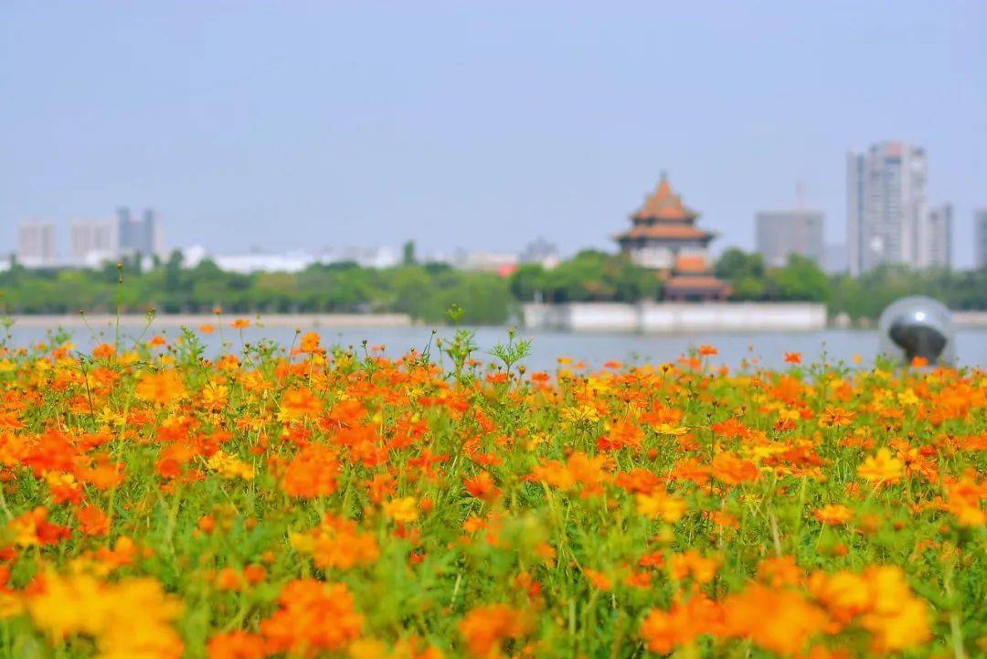 美麗小鎮丨順德大良：城央山水，精致鳳城