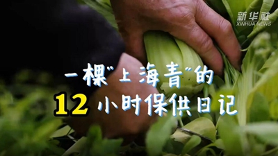 一棵&ldquo;上海青&rdquo;的12小時保供日記