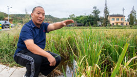 大旱之下，力爭水稻穩產&mdash;&mdash;重慶梁平區保秋收見聞