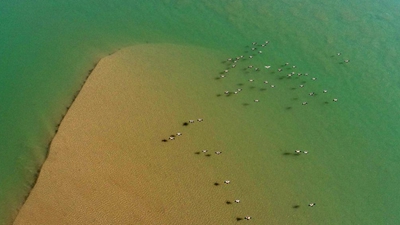 &ldquo;塞上湖城&rdquo;銀川：濕地生態好 候鳥紛紛來