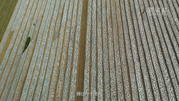 我叫&ldquo;麥粒&rdquo;&mdash;&mdash;一粒來自豫北災(zāi)區(qū)小麥的自述