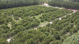 我們新疆好地方丨小小櫻桃&ldquo;紅透&rdquo;南疆縣城