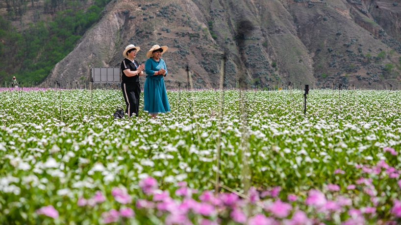 從滿目瘡痍到青山綠嶺&mdash;&mdash;云南東川的綠色蝶變