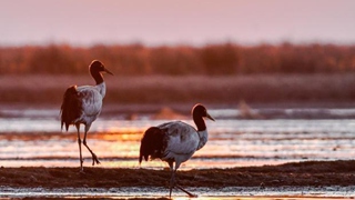 晴空一鶴排云上&mdash;&mdash;&ldquo;鳥(niǎo)中大熊貓&rdquo;黑頸鶴的守護(hù)故事
