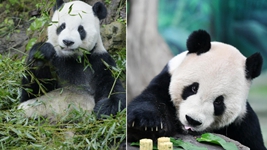 大熊貓&ldquo;團團&rdquo;，感謝你帶給兩岸同胞的美好回憶！