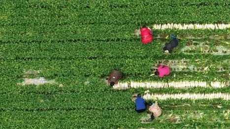 鄉村振興&ldquo;十二盼&rdquo;！來自8省24村的蹲點報告