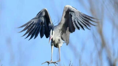 10年，18萬(wàn)公里路，50萬(wàn)張照片 &ldquo;追鳥(niǎo)人&rdquo;用鏡頭定格人鳥(niǎo)和諧