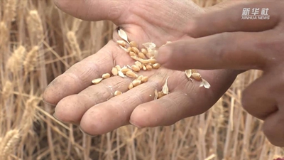 &ldquo;關中第一鐮&rdquo;開鐮收麥啦！未來半個月，關中平原滿眼金黃