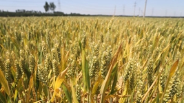 苗情好于預(yù)期 豐收有底氣&mdash;&mdash;山東黃河下游種糧大戶走訪記