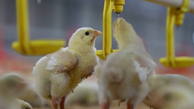 數(shù)字時代的飼養(yǎng)員有什么新體驗(yàn)