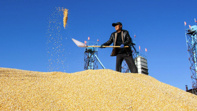 遍野金黃豐收忙&mdash;&mdash;內蒙古通遼千萬畝玉米種植區秋收見聞
