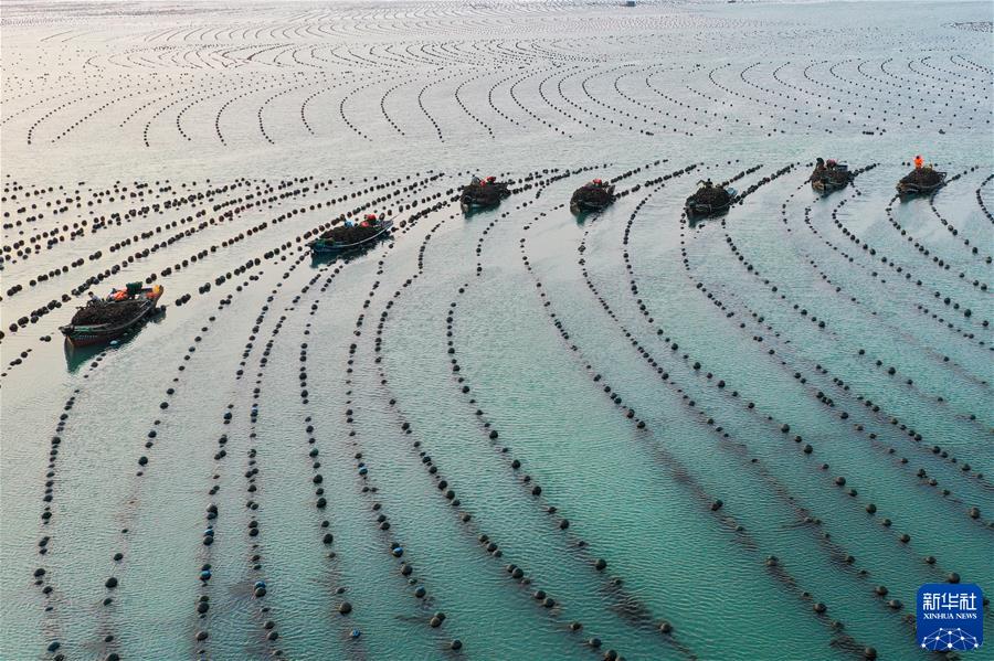 （鏡觀中國&middot;新華社國內(nèi)新聞?wù)掌恢芫x）（4）早春時節(jié) &ldquo;耕海牧漁&rdquo;
