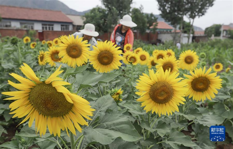 #（經(jīng)濟）（6）小暑農(nóng)忙