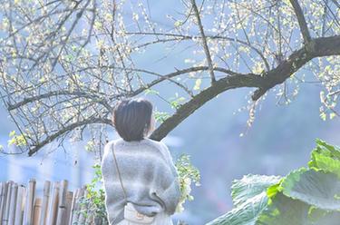 奔向&ldquo;梅&rdquo;好的&ldquo;賞花經濟&rdquo;