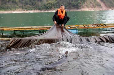 新華全媒+｜&ldquo;鱘&rdquo;夢長江&mdash;&mdash;長江鱘人工繁育研究工作進展順利