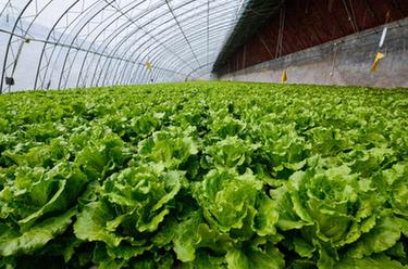 把蔬菜種進&ldquo;水&rdquo;里