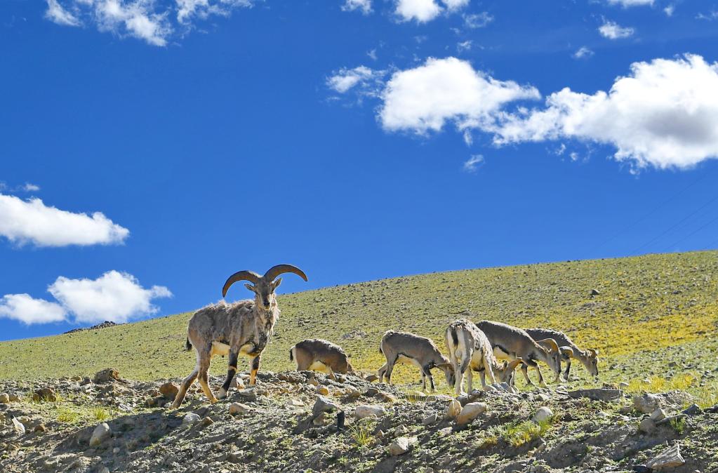 鏡觀中國&middot;新華社國內(nèi)新聞?wù)掌恢芫x