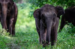 云南上線&ldquo;大象頻道&rdquo;