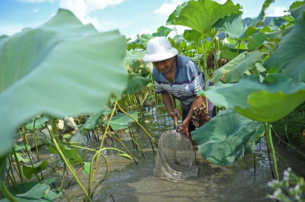 &ldquo;蓮魚(yú)共養(yǎng)&rdquo;富農(nóng)家