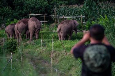 世界大象日：愛&middot;象&middot;隨