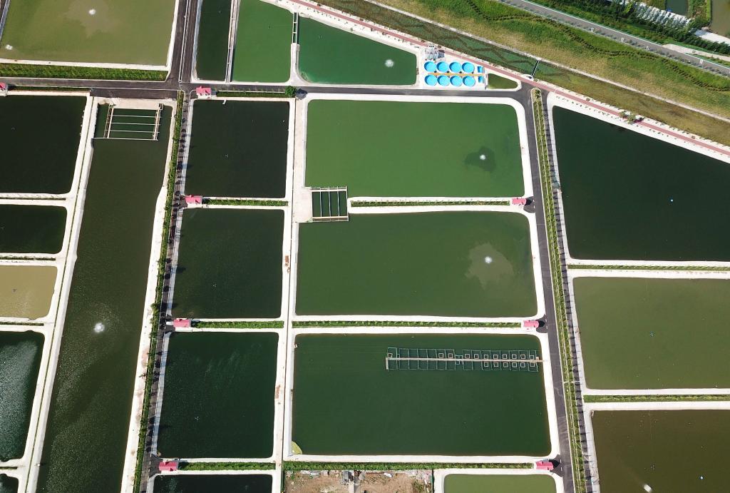 山東微山縣：俯瞰生態魚塘美如調色板