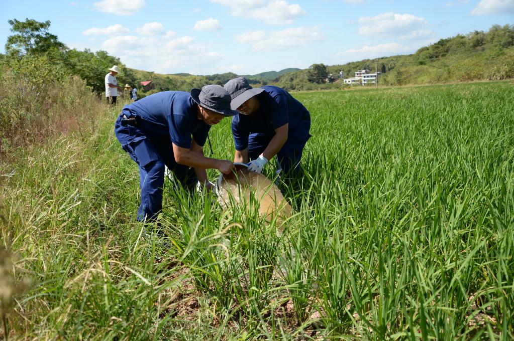 烈日下，為干旱的稻田送來灌溉用水&mdash;&mdash;湖南衡陽抽水保灌一線見聞