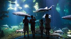 新華全媒＋丨夜宿&ldquo;海底&rdquo;與鯨鯊&ldquo;同眠&rdquo;