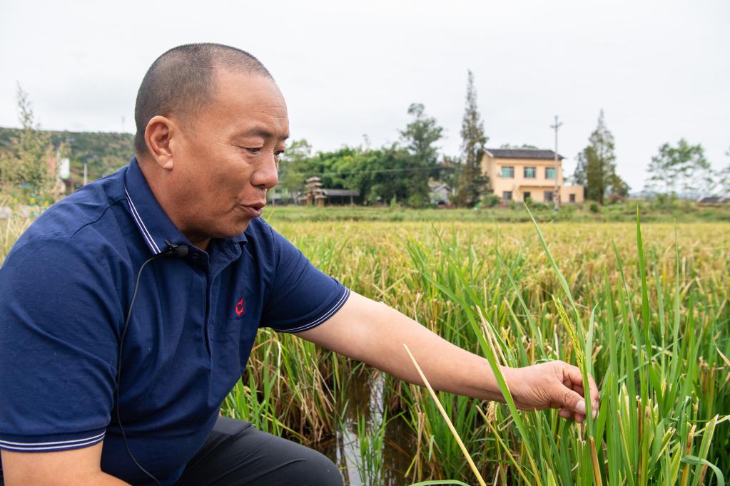 新華全媒+丨&ldquo;渝東糧倉&rdquo;多措并舉保秋糧生產