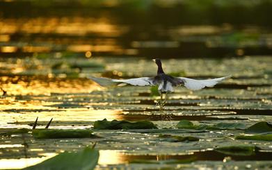 詩意中國&mdash;&mdash;翻空白鳥時時見，照水紅蕖細細香