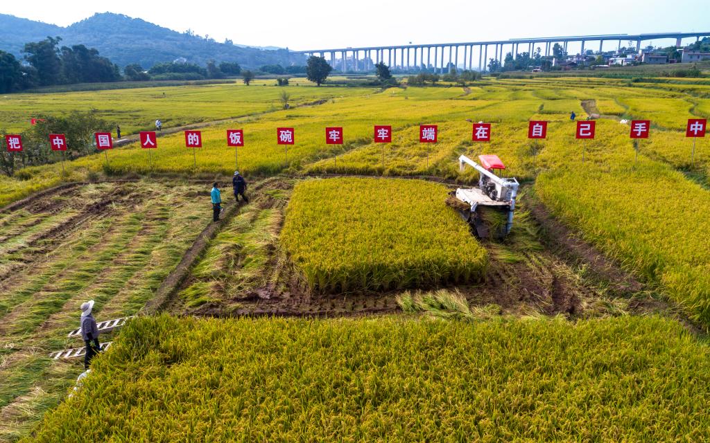 云南楚雄：水稻新品種&ldquo;楚粳54號&rdquo;測產