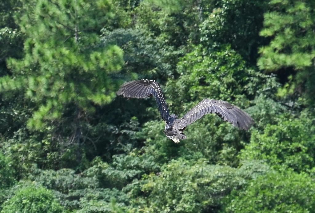 新華全媒+丨&ldquo;世界上最神秘的鳥&rdquo;海南鳽在廣東被救助放生