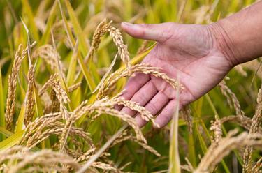 &ldquo;土改第一村&rdquo;：金黃稻田待秋收