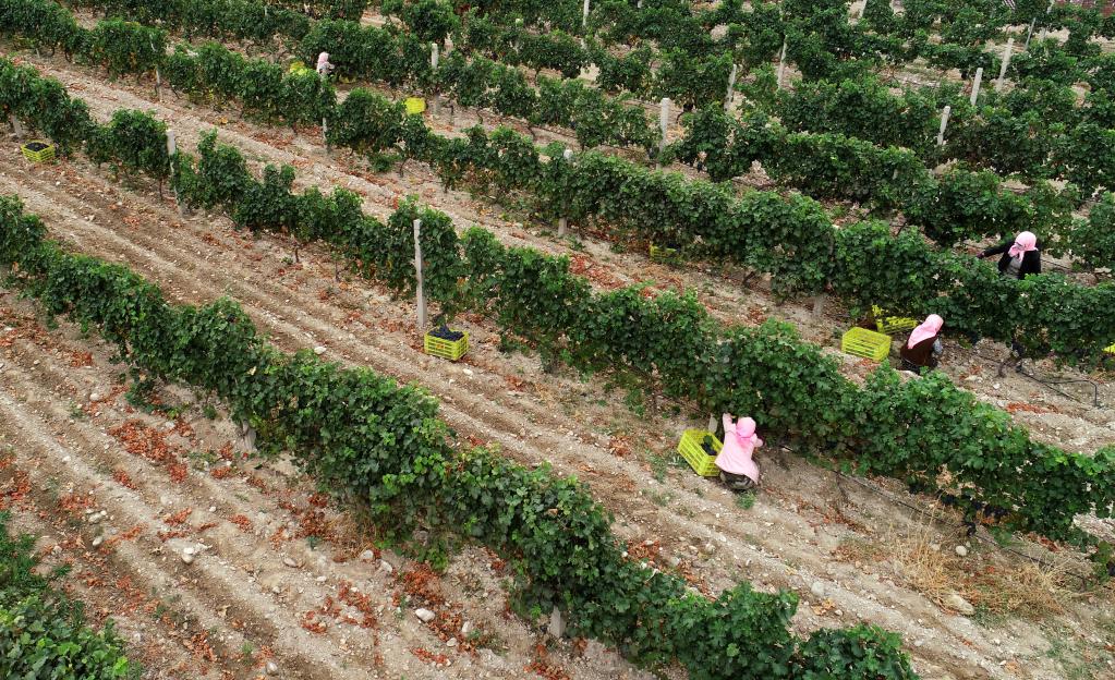 新華全媒+丨賀蘭山東麓 &ldquo;紫色產業&rdquo;迎豐收
