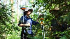 嶺南森林里的&ldquo;格桑花&rdquo;