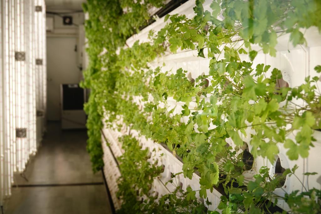 以色列：城市里的&ldquo;垂直農場&rdquo;