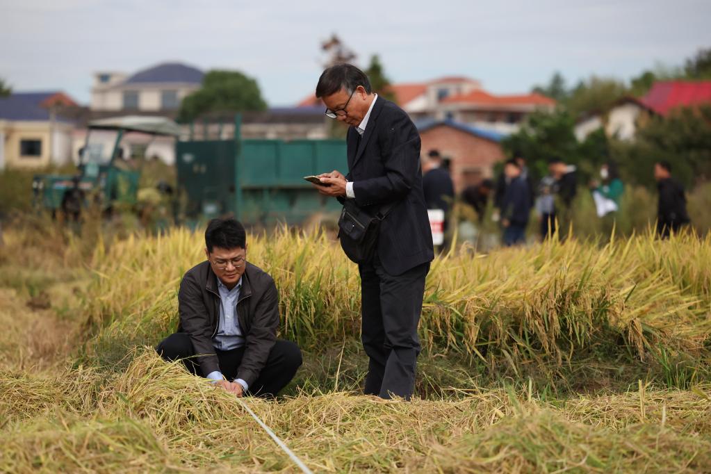 新華全媒+丨湖南瀏陽(yáng)：&ldquo;一季雜交稻+再生稻&rdquo;糧食周年生產(chǎn)模式再生季稻測(cè)產(chǎn)驗(yàn)收
