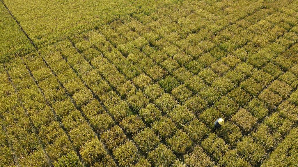 新華全媒+｜巢湖邊有塊&ldquo;試驗田&rdquo;