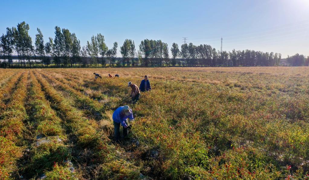 新華全媒+丨&ldquo;三辣之鄉&rdquo;千畝辣椒喜迎豐收