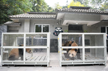 大熊貓&ldquo;四海&rdquo;&ldquo;京京&rdquo;啟程前往卡塔爾