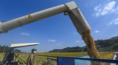 新華全媒+｜魚米之鄉喜迎豐收