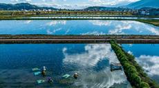 &ldquo;水質風向標&rdquo;化身&ldquo;致富菜&rdquo;