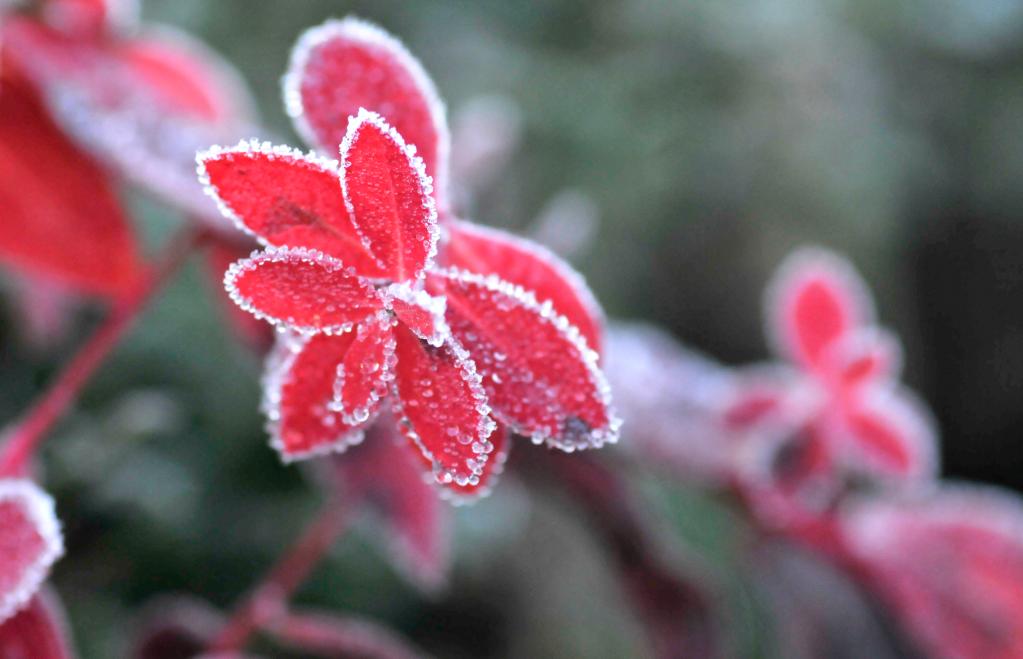 新華全媒+｜詩意中國&mdash;&mdash;山明水凈夜來霜，數樹深紅出淺黃