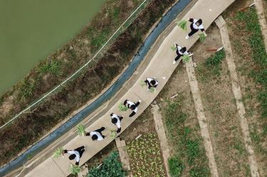 &ldquo;校園農(nóng)場&rdquo;體驗豐收農(nóng)忙