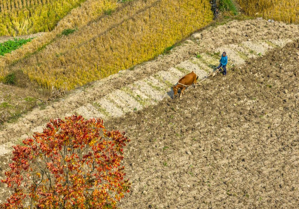 &ldquo;立冬&rdquo;近 農(nóng)事忙