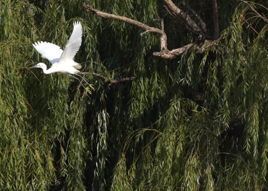 新華全媒+｜安徽巢湖：生態筑&ldquo;巢&rdquo;百鳥來