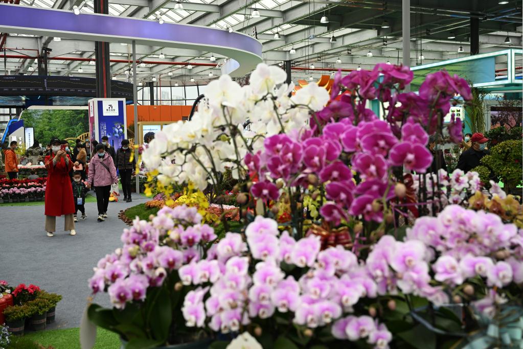 安徽合肥：&ldquo;苗交會&rdquo;引客來