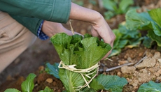 新華全媒+丨新農人的&ldquo;蔬菜盲盒&rdquo;生意經