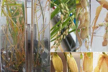 我國在國際上首次完成水稻&ldquo;從種子到種子&rdquo;全生命周期空間培養實驗