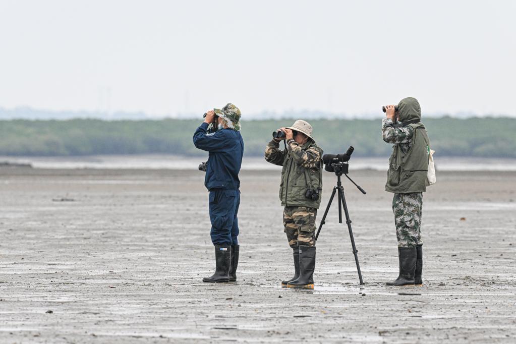 新華全媒+丨&ldquo;鳥中大熊貓&rdquo;再抵儋州越冬